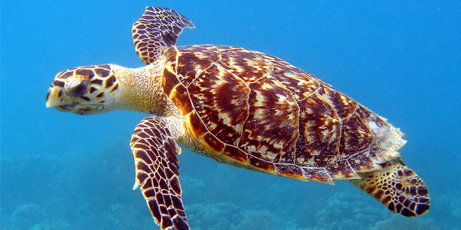 3 April - World Aquatic Animal Day 3 April - World Aquatic Animal Day