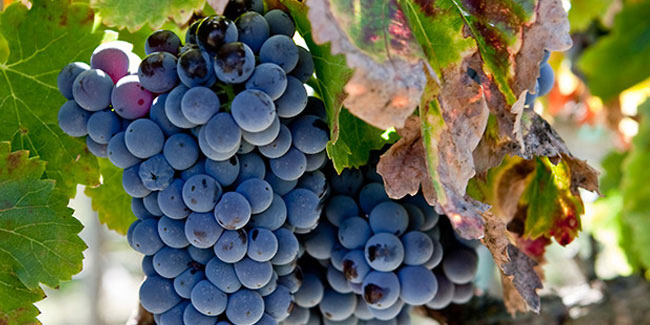 15 September - International Grenache Day 15 September - International Grenache Day