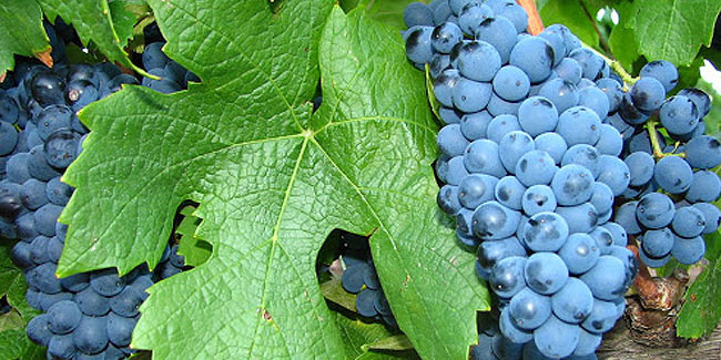 14 October - International Pinotage Day 14 October - International Pinotage Day