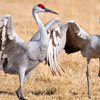 International Crane Day