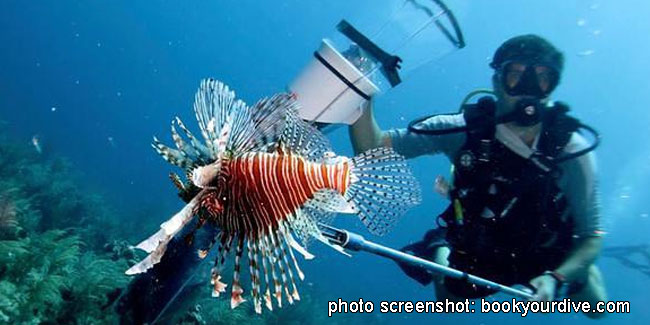 21 October - Lionfish Spearing in Belize