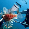 Lionfish Spearing in Belize