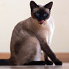National Siamese Cat Day in USA