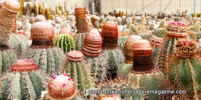 10 May - World Cactus Day