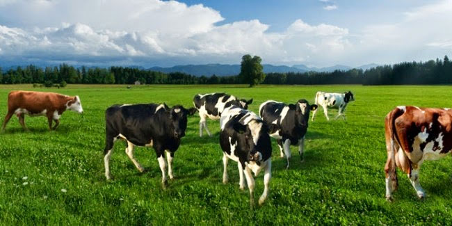 17 January - National Dairy Day in Thailand 17 January - National Dairy Day in Thailand