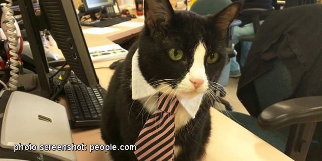 19 June - Take Your Cat to Work Day in USA 19 June - Take Your Cat to Work Day in USA