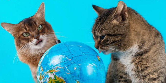 25 June - Cat World Domination Day 25 June - Cat World Domination Day