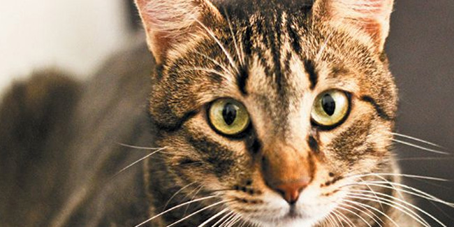 30 April - National Tabby Day in USA 30 April - National Tabby Day in USA
