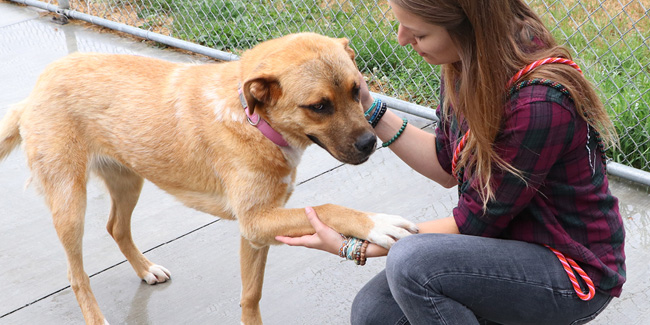 5 May - American Humane Be Kind to Animals Week 5 May - American Humane Be Kind to Animals Week