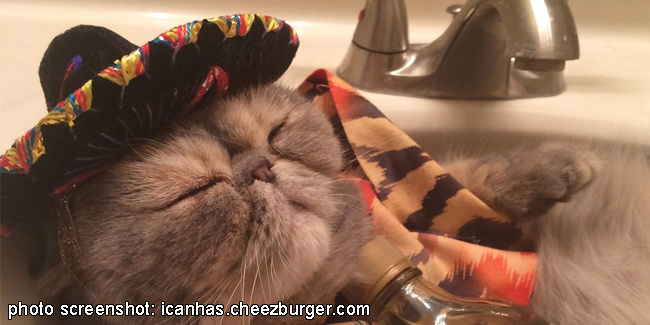 5 May - Cinco de Meow Day 5 May - Cinco de Meow Day