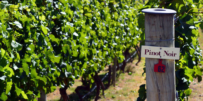 18 August - National Pinot Noir Day in USA 18 August - National Pinot Noir Day in USA