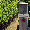 National Pinot Noir Day in USA