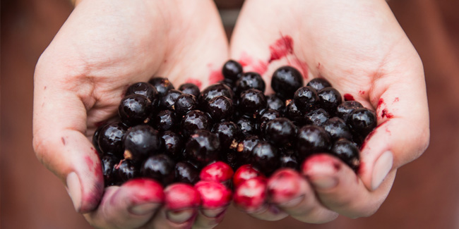 15 July - Blackcurrant Day in UK 15 July - Blackcurrant Day in UK