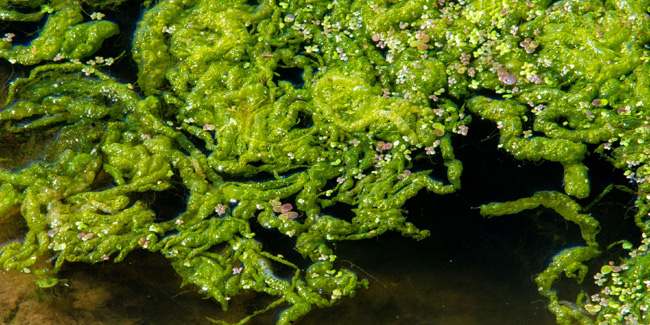 12 October - World Algae Day