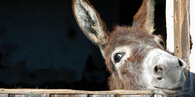 8 May - International Donkey Day 8 May - International Donkey Day
