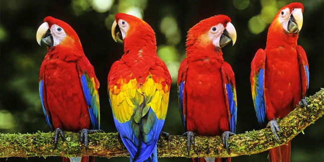 31 May - World Parrot Day