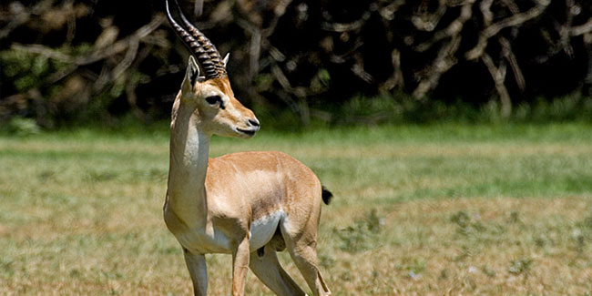 9 July - Gazelle Day 9 July - Gazelle Day