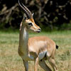 Gazelle Day