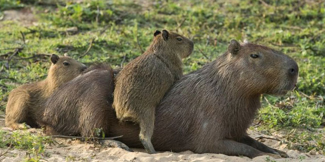 10 July - Capybara Appreciation Day