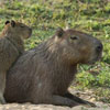Capybara Appreciation Day