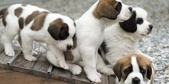21 July - Dog Day in Latin America 21 July - Dog Day in Latin America