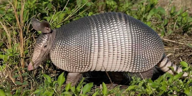 13 August - International Armadillo Day 13 August - International Armadillo Day