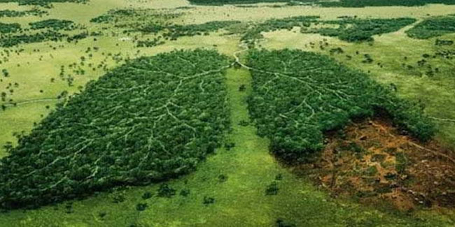 13 August - National Ecological and Environmental Organizations Day in Colombia 13 August - National Ecological and Environmental Organizations Day in Colombia