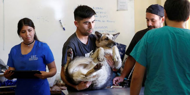 17 August - National Veterinarian Zootechnician Day in Mexico 17 August - National Veterinarian Zootechnician Day in Mexico