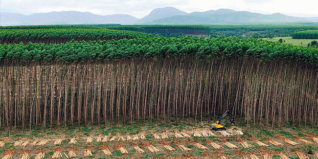 21 September - International Day of Struggle against Monoculture Tree Plantations 21 September - International Day of Struggle against Monoculture Tree Plantations