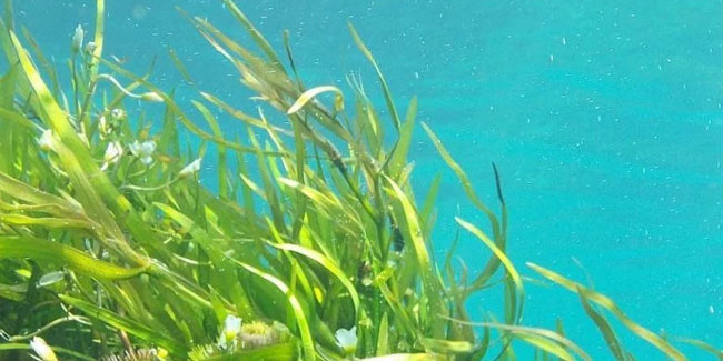 1 March - World Seagrass Day