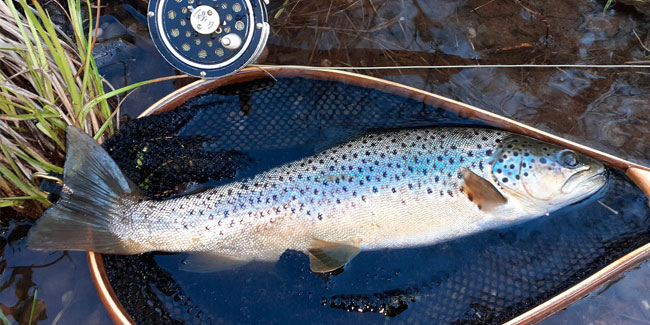 16 July - Michigan Brown Trout Festival 16 July - Michigan Brown Trout Festival