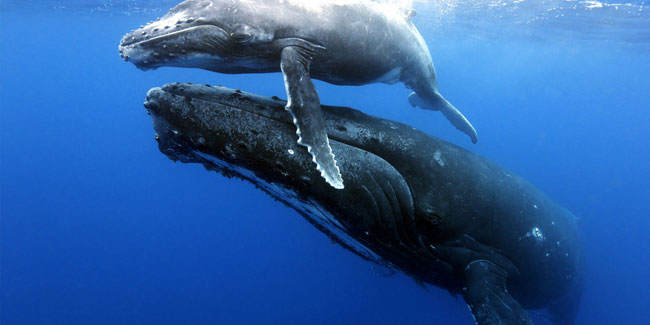 16 February - World Whale Day