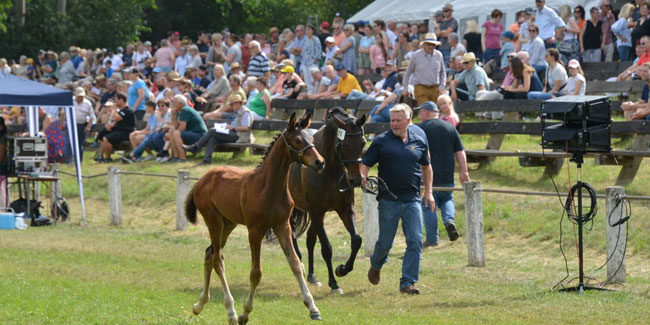 9 July - Fritzlar Horse Market 9 July - Fritzlar Horse Market