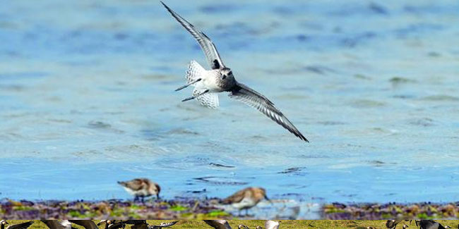 10 October - Migratory Bird Days in the Lower Saxon Wadden Sea National Park 10 October - Migratory Bird Days in the Lower Saxon Wadden Sea National Park