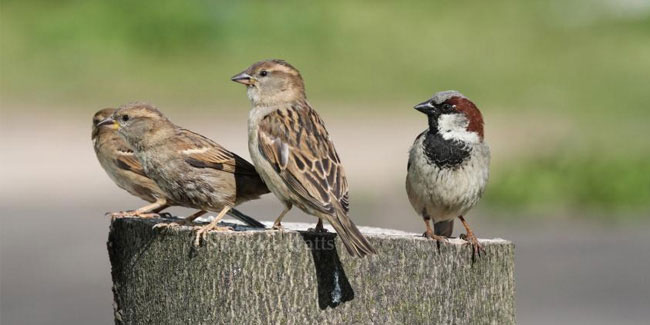 20 March - World Sparrow Day