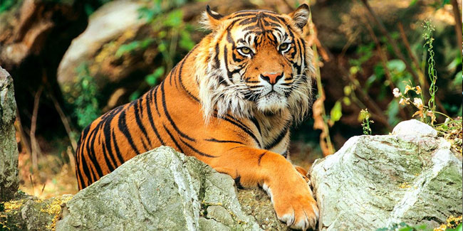 29 July - International Tiger Day or Global Tiger Day 29 July - International Tiger Day or Global Tiger Day
