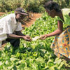 Zambia Farmers' Day