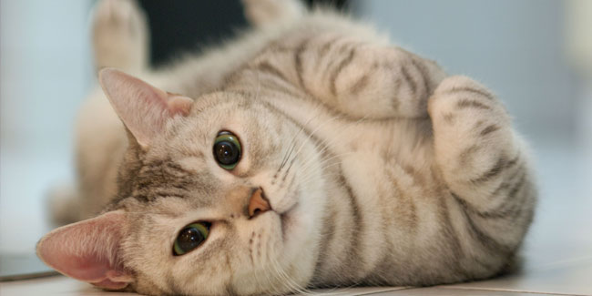 8 August - International Cat Day 8 August - International Cat Day