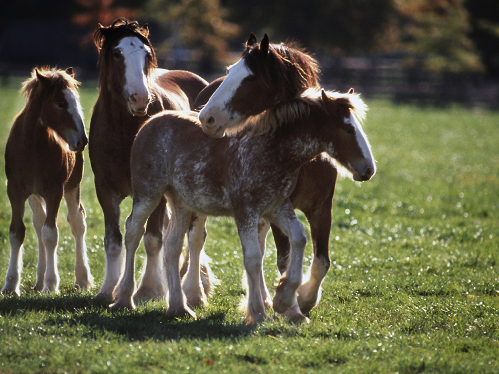 4 лошади в упряжке 6 букв