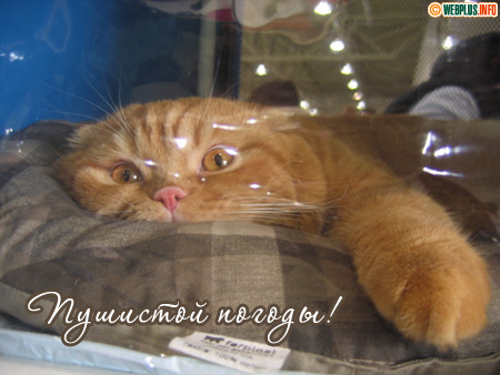 Желаю пушистой, уютной погоды
