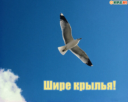 Шире крылья, не стесняйся