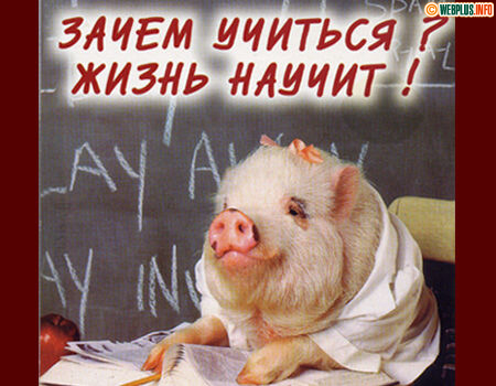 Зачем учиться? ... Жизнь научит!