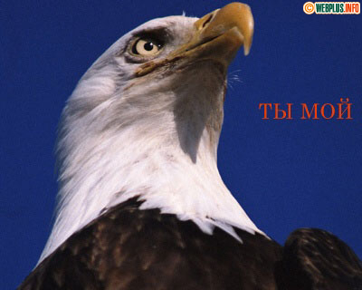 Ты мой орёл, твоя орлица