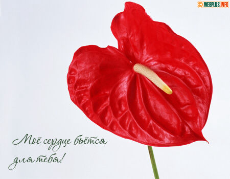 Моё сердце бъётся только для тебя!