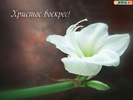 Великий праздник победы жизни