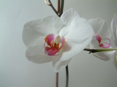 Белая орхидея. 
 цветы. 
 Размер 1024 X 768