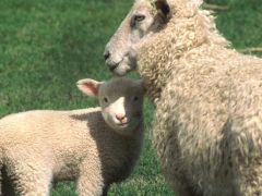 Овца и овечка. 
 животные. 
 Размер 1024 X 768