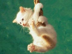 ������� ��� ������!. 
 ��������. 
 ������ 1024 X 768