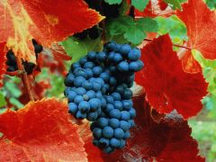 Зрелый виноград. 
 Осень. 
 Размер 1024 X 768
