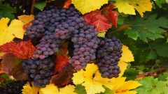 Виноградные грозди. 
 Осень. 
 Размер 1280 X 720